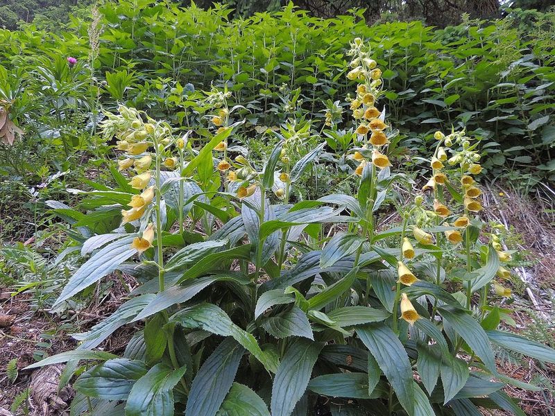 Digitalis Grandiflora