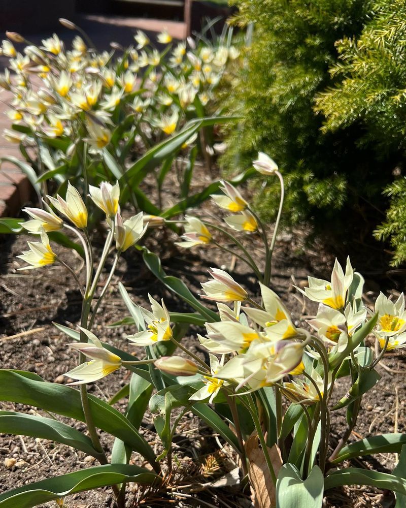 Species Tulips