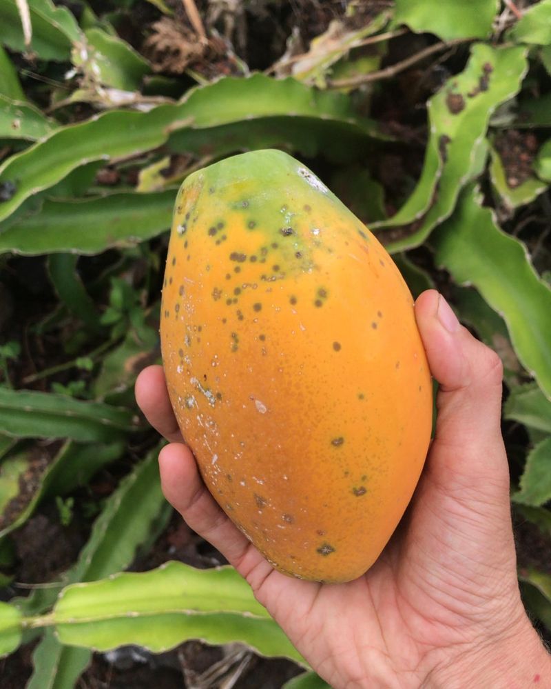 Papaya