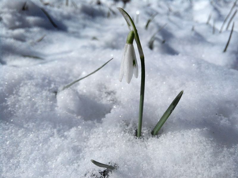 Snowdrop