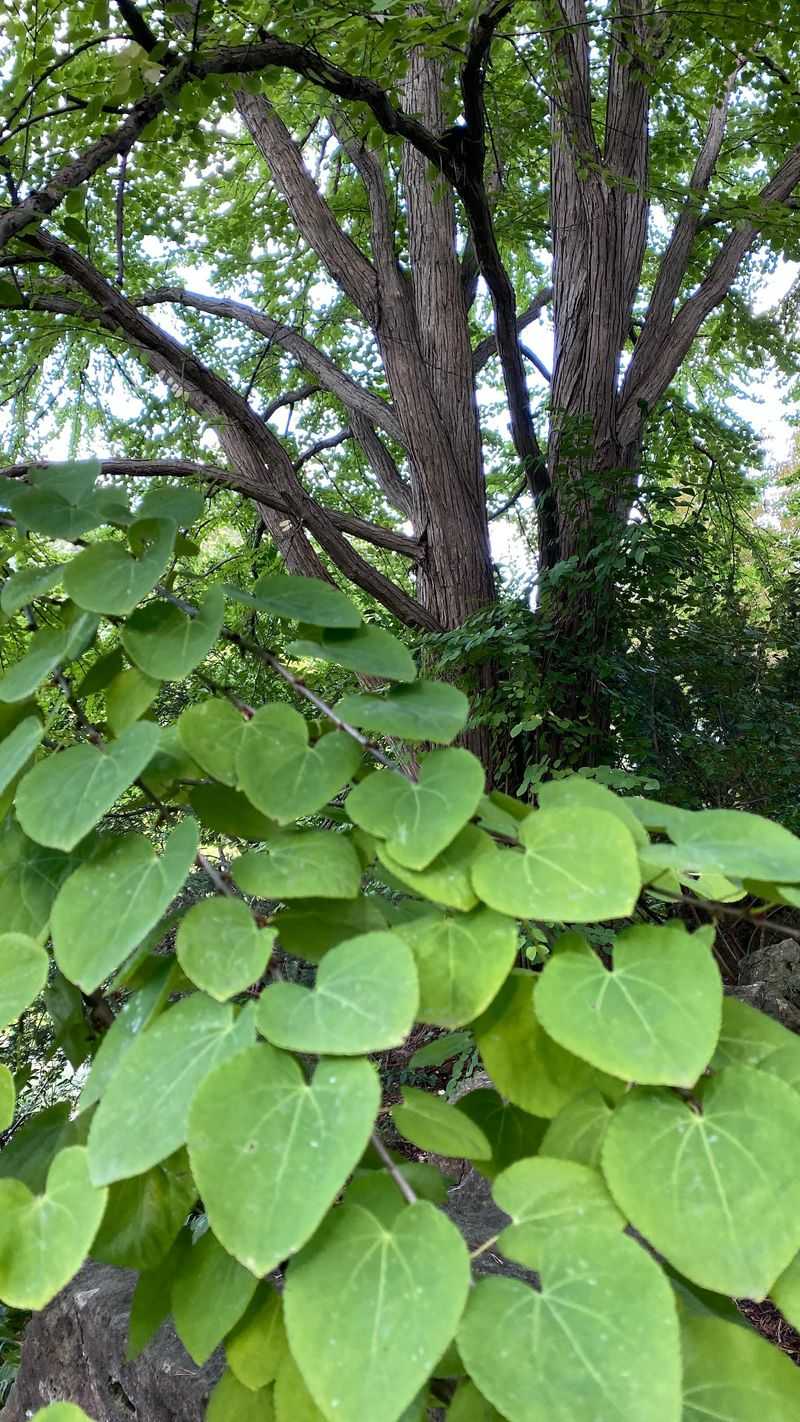 Katsura Tree