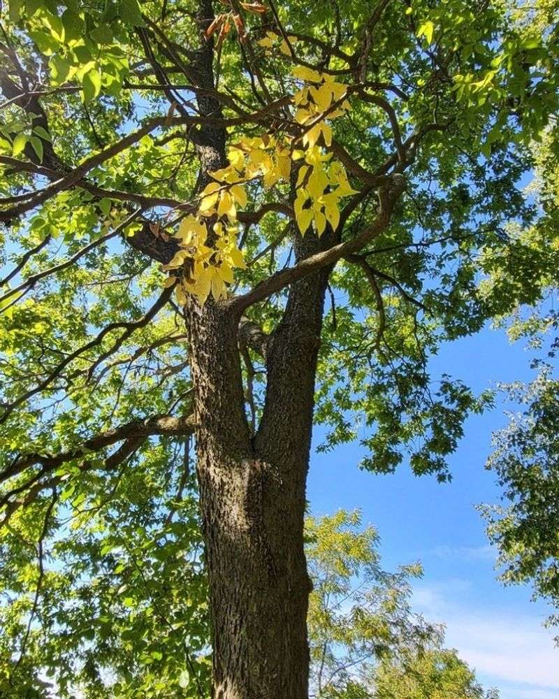 Hackberry