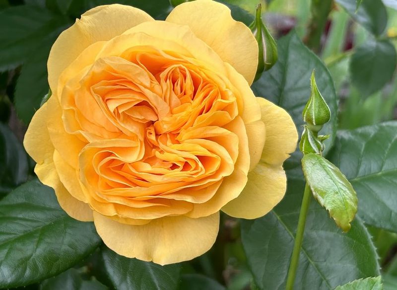 Yellow Roses