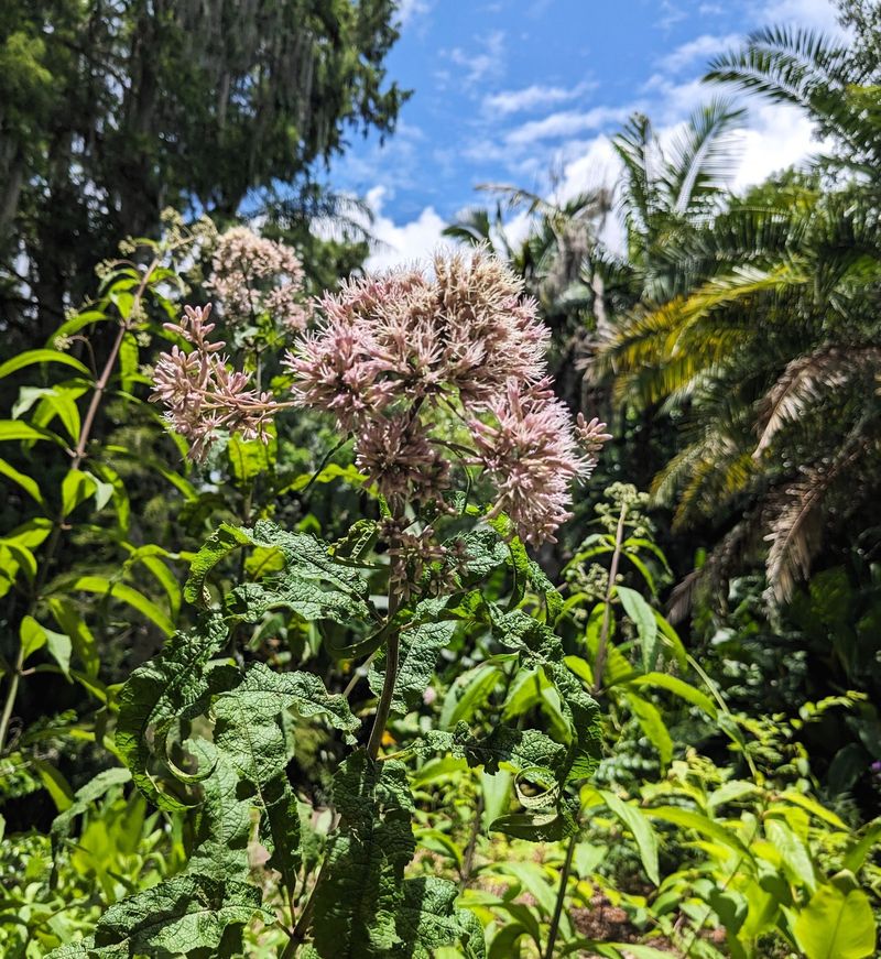 Joe-Pye Weed