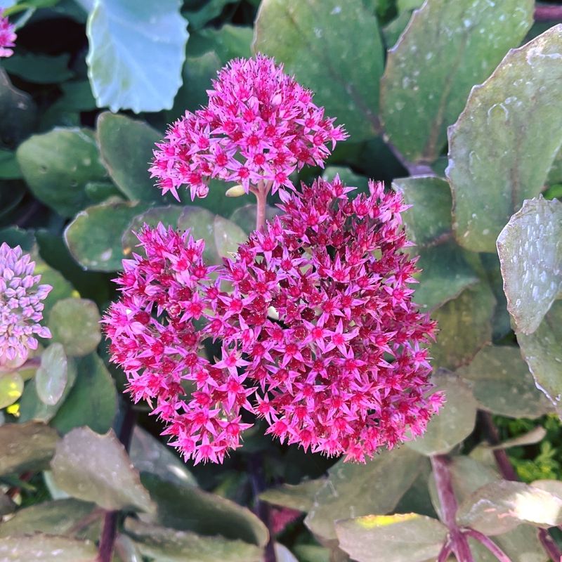 Sedum: The Succulent Sensation