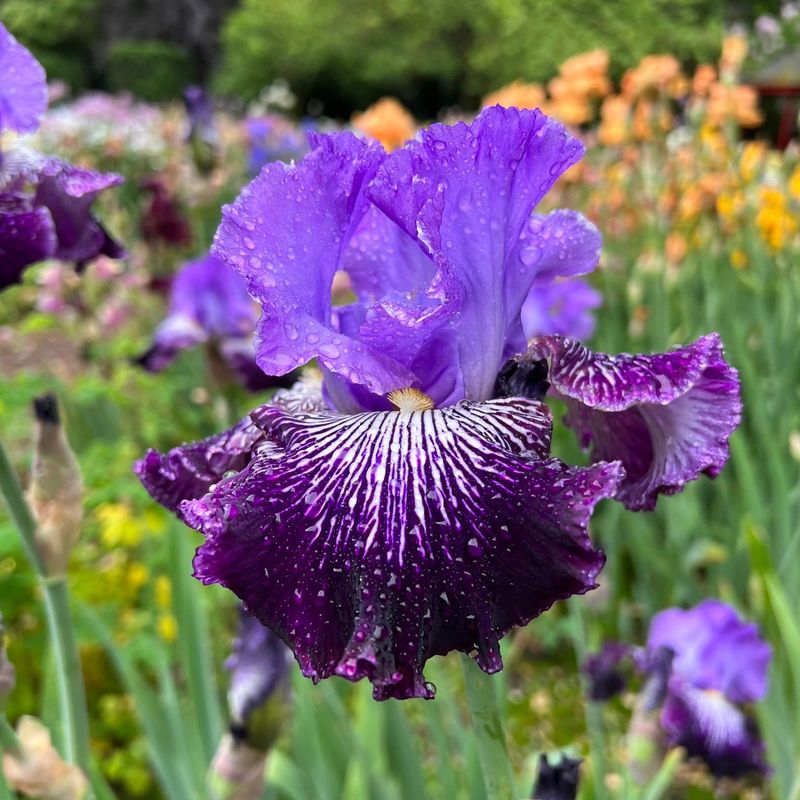 Bearded Iris: Rainbow Makers