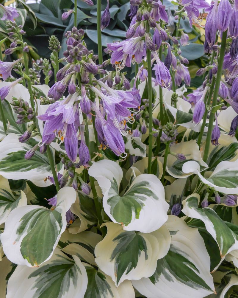 Hosta – Shade Garden Champion