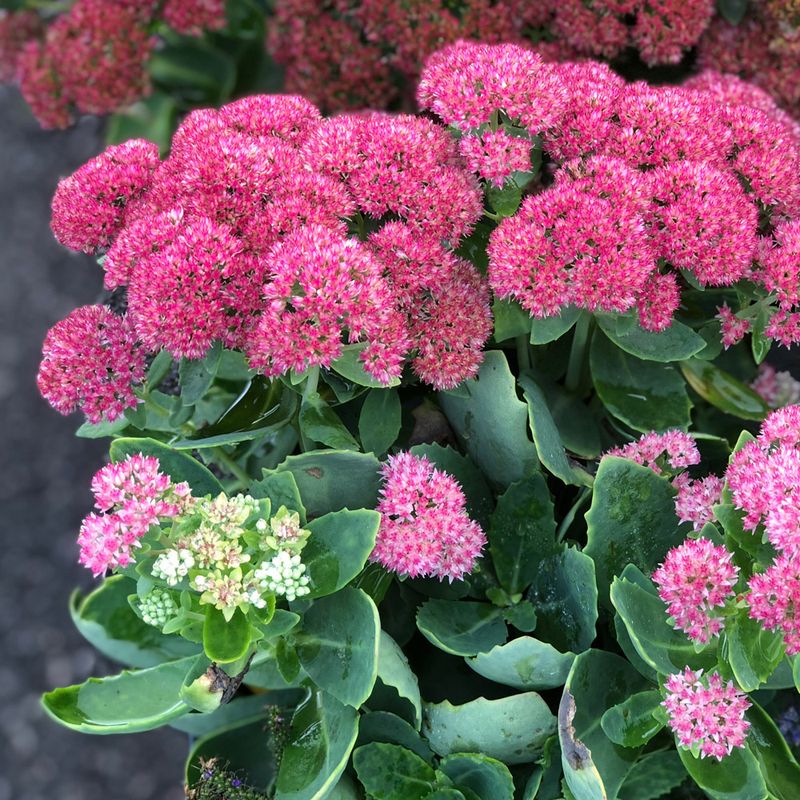 Sedum 'Autumn Joy'