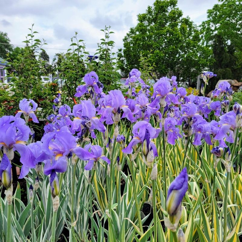 Bearded Iris