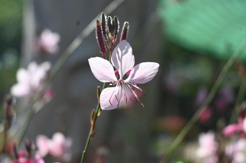 Gaura (Wandflower)
