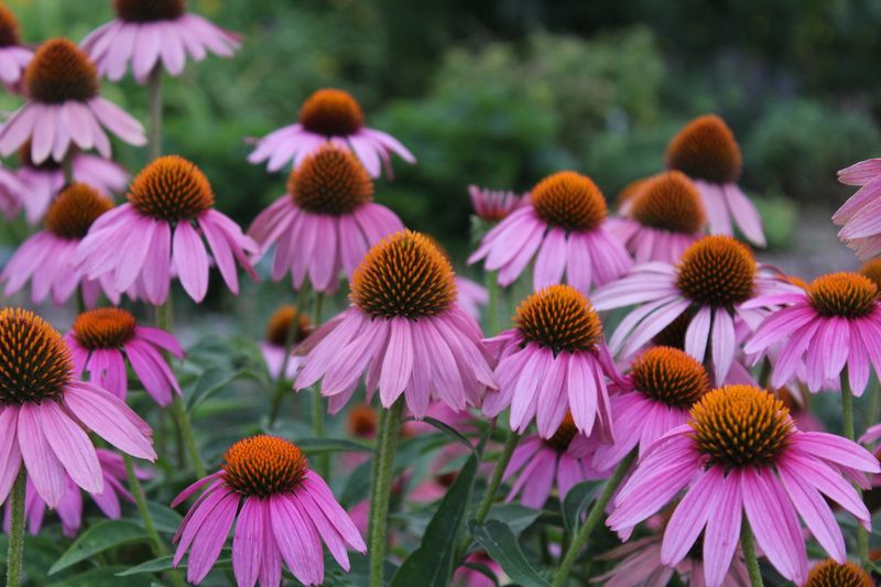 Coneflower