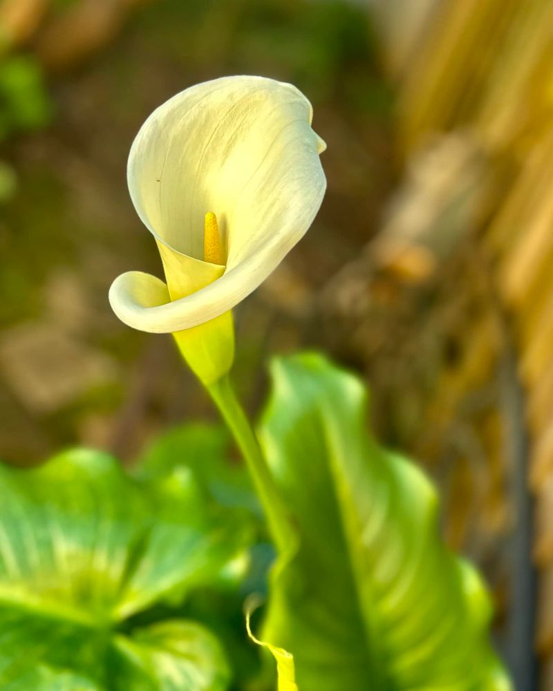 Carefree Calla Lilies