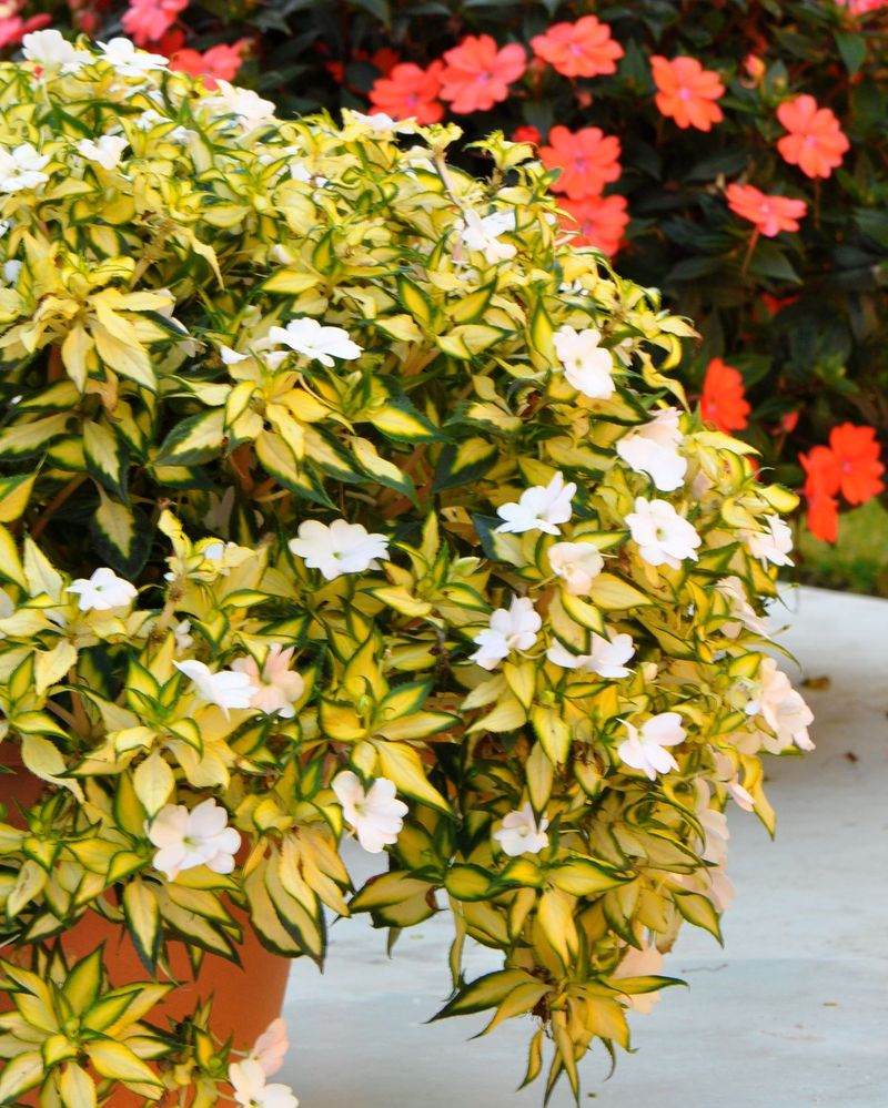 Sun-Worshipping Sunpatiens
