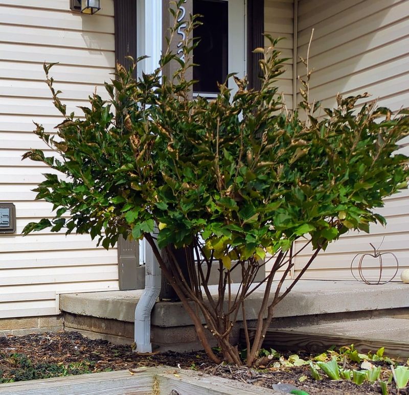 Rejuvenate Aging Lilacs