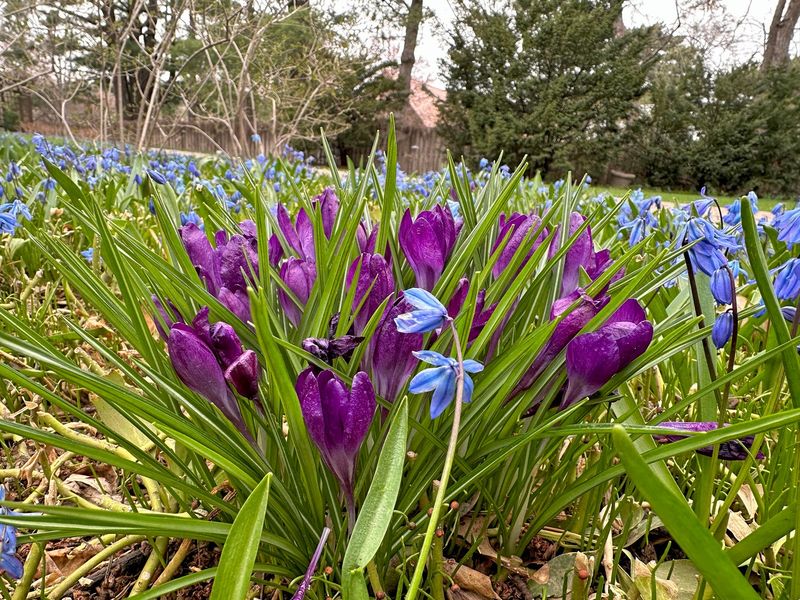 Consider Companion Plants Carefully