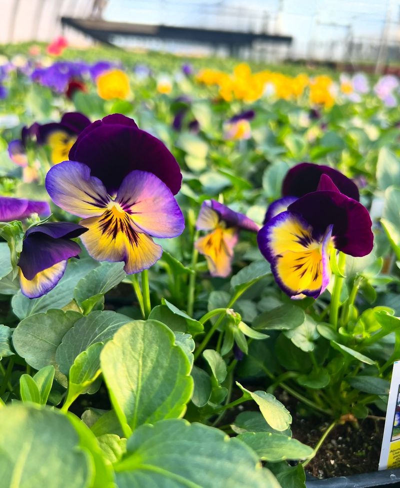 Morning Watering Only