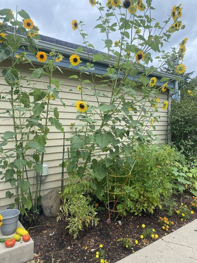 Provide support for tall varieties