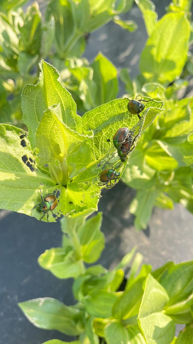 Pest Prevention