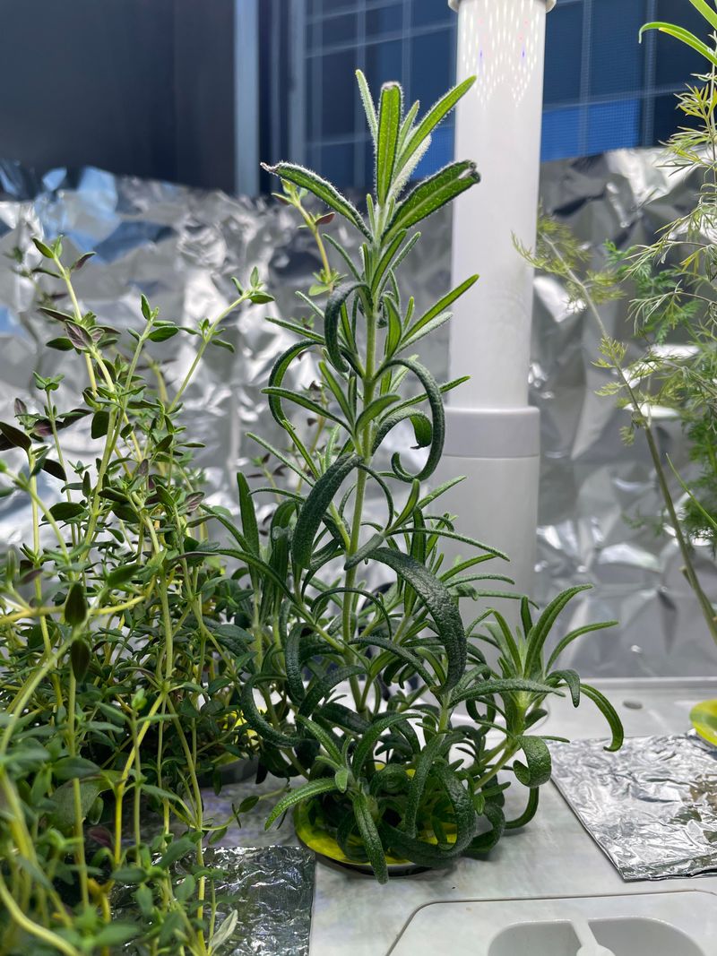 Pruning After Harvest