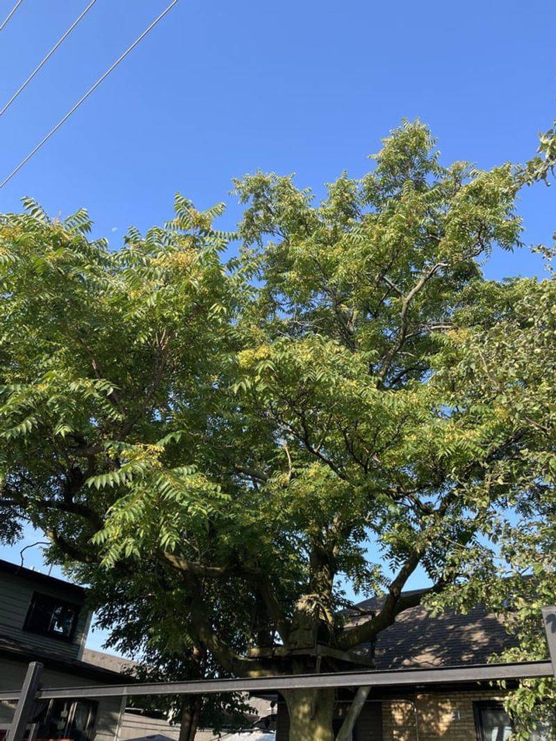 Tree Of Heaven