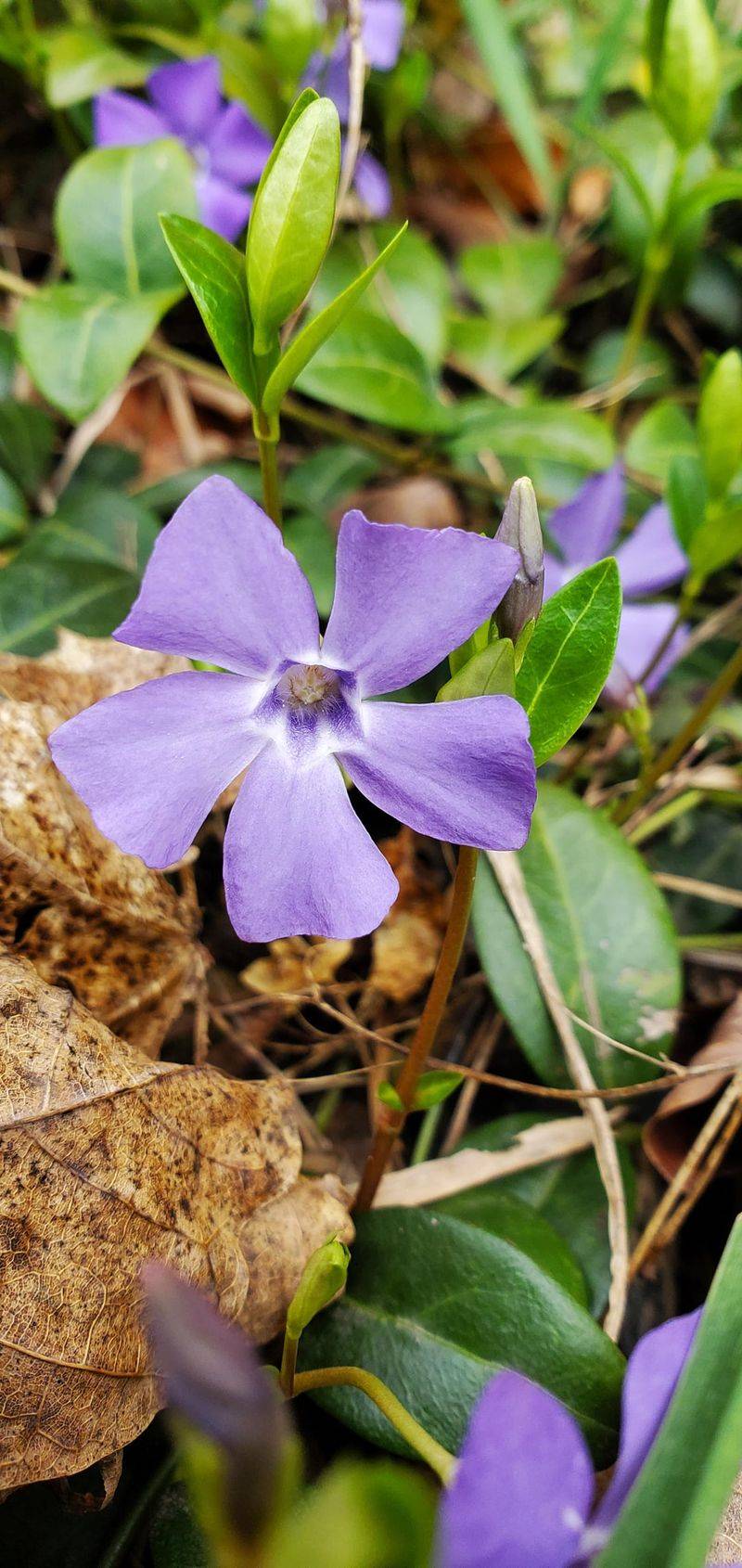 Creeping Periwinkle