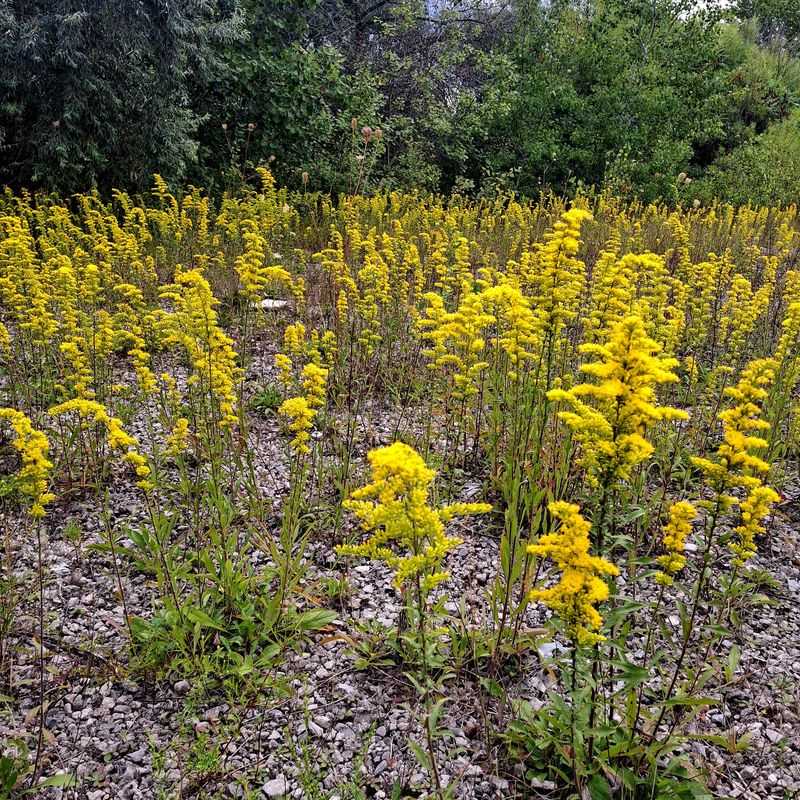 Allergy-Inducing Goldenrod