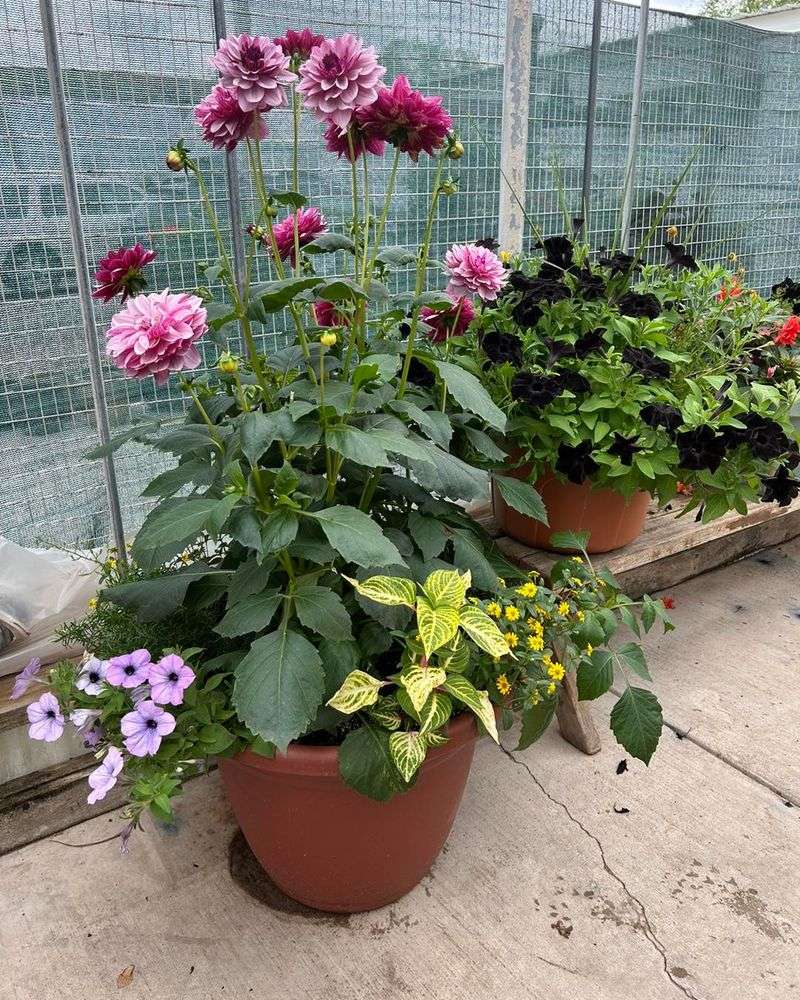 Container Gardens