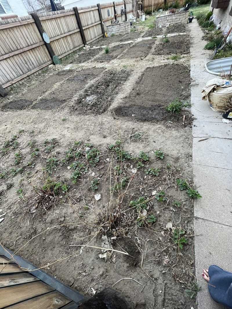 Moon Phase Planting
