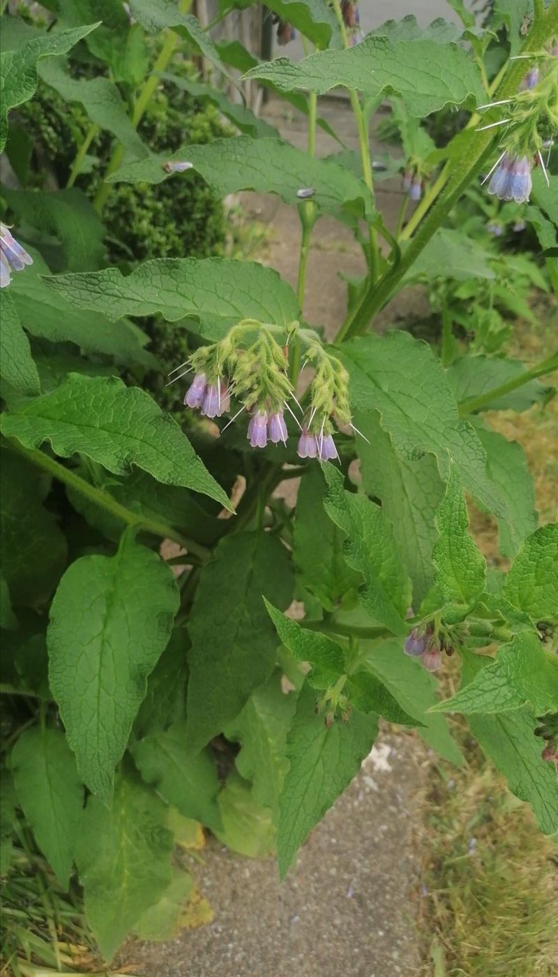 Comfrey Improves Soil Structure