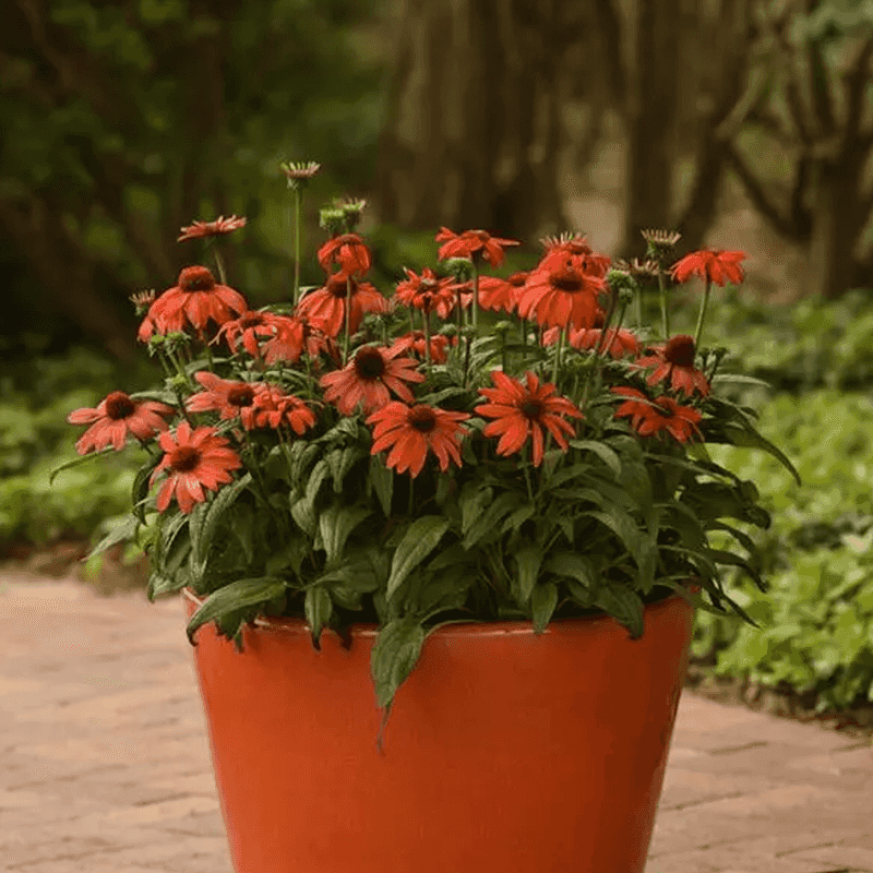 Crowded Container Gardens