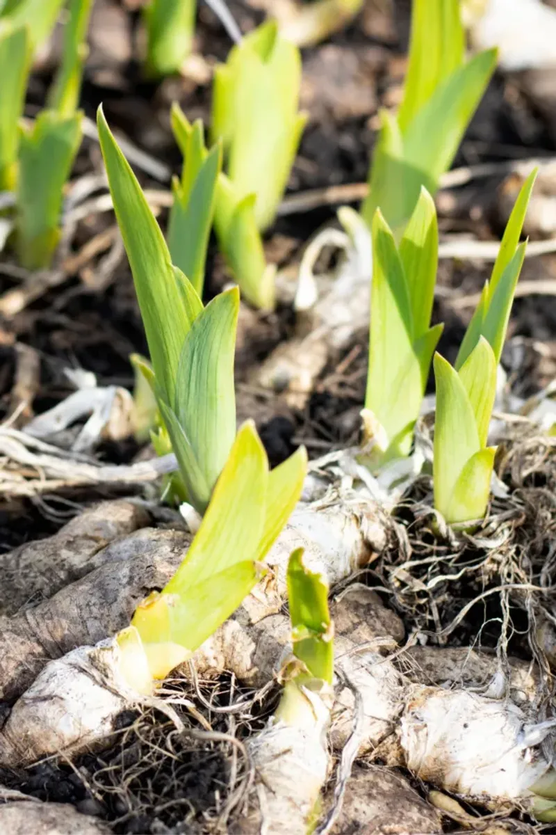Soggy, Poorly-Drained Soil