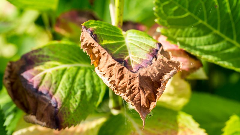 Watch The Leaves For Thirst Signals