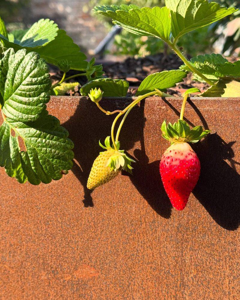 Raised Bed Advantage
