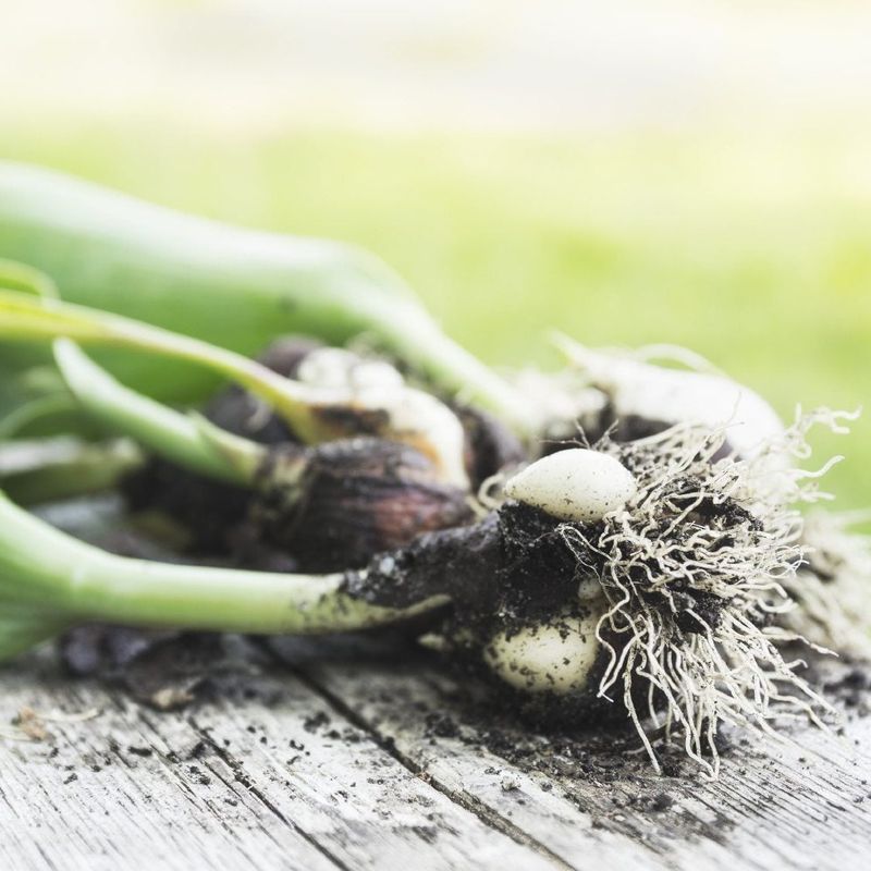 Overcrowded Bulbs Need Dividing