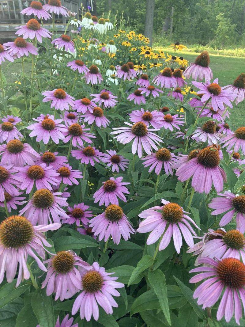 Well-Drained, Sunny Borders