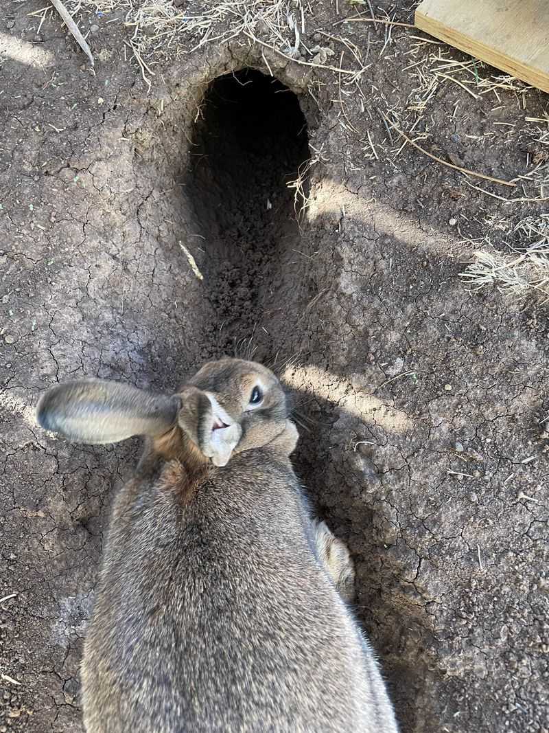 Underground Rabbit Barriers