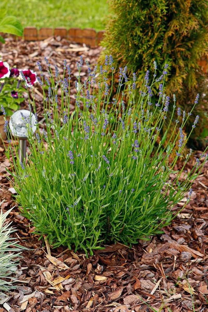Lavender's Slow Start Creates Weed Opportunities