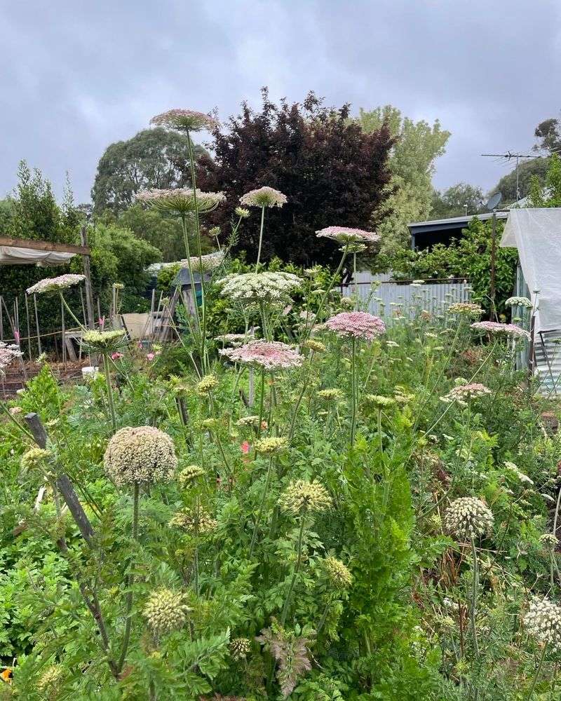 Lacy Queen Anne's Lace