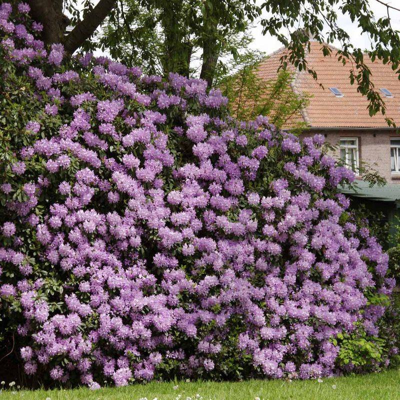 Regal Rhododendrons
