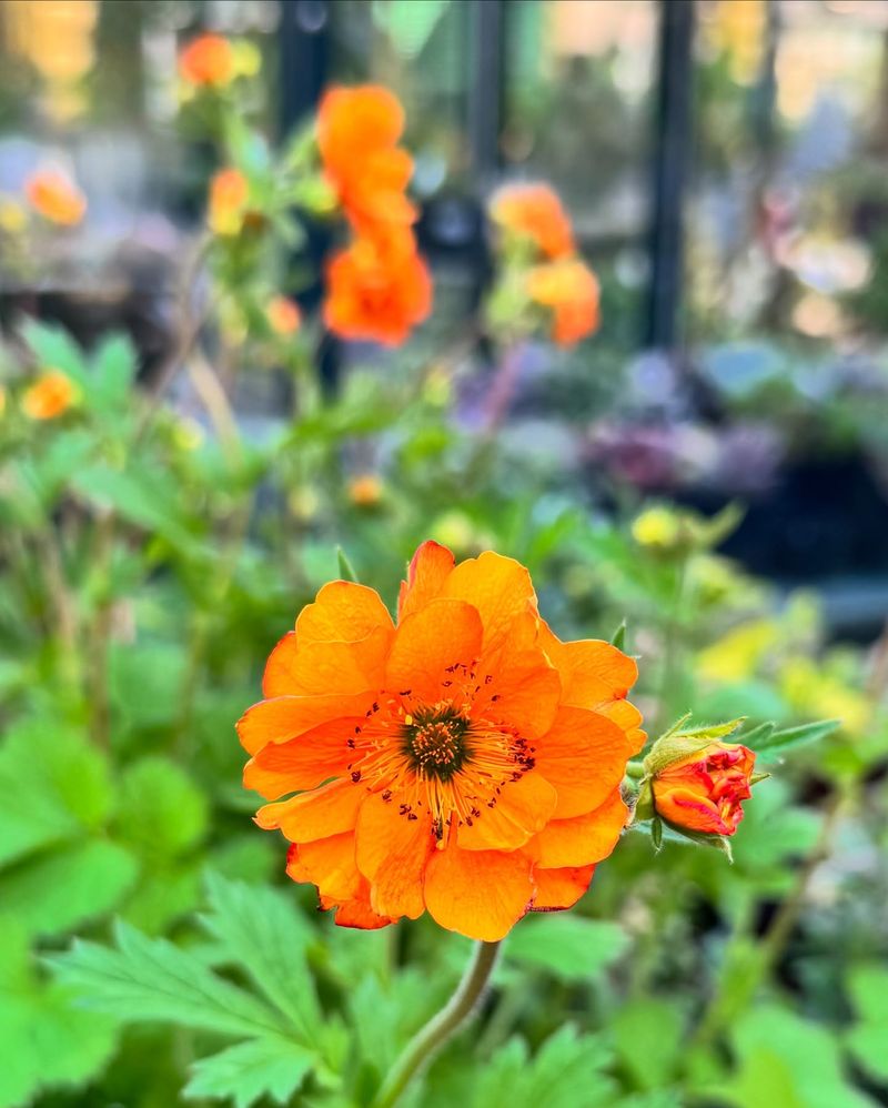 Geum's Sunlight Passion