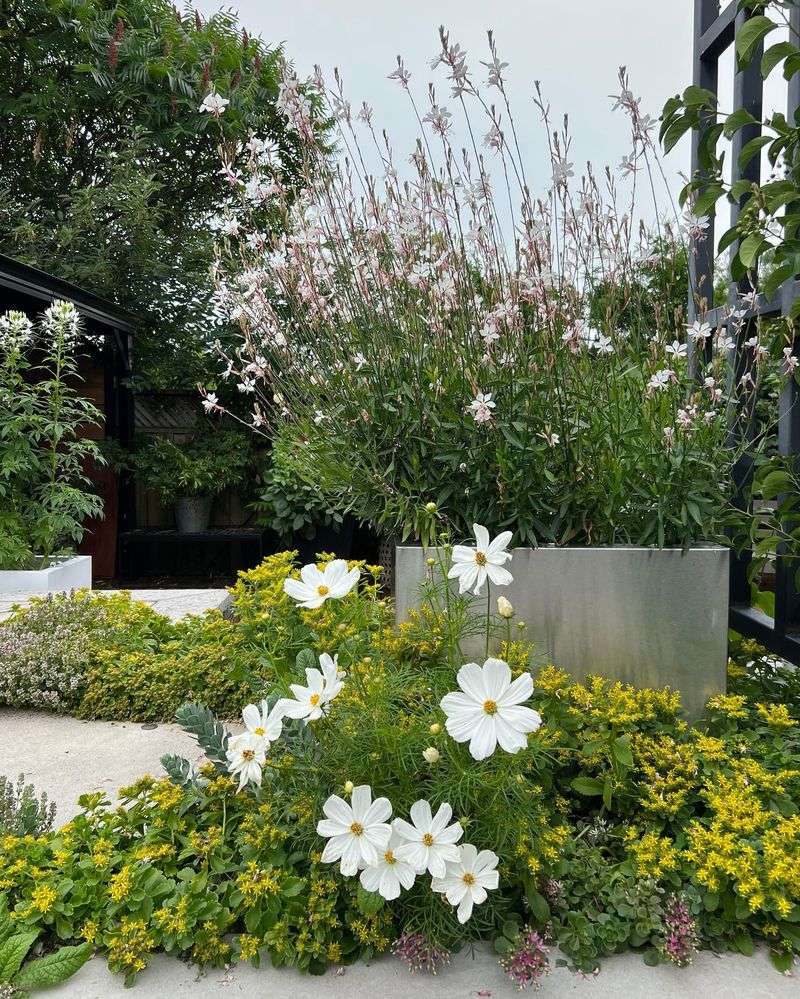 Gaura