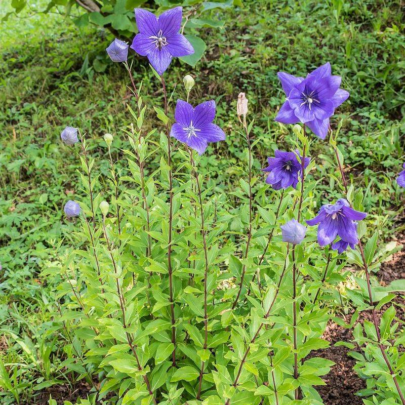 Balloon Flowers Provide Poor Ground Coverage