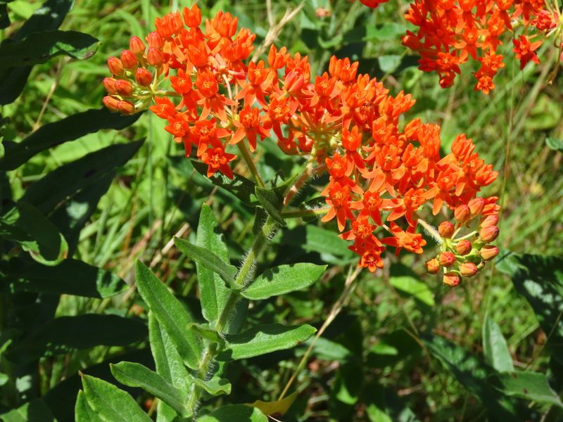 Butterfly Weed's Deep Root Resentment