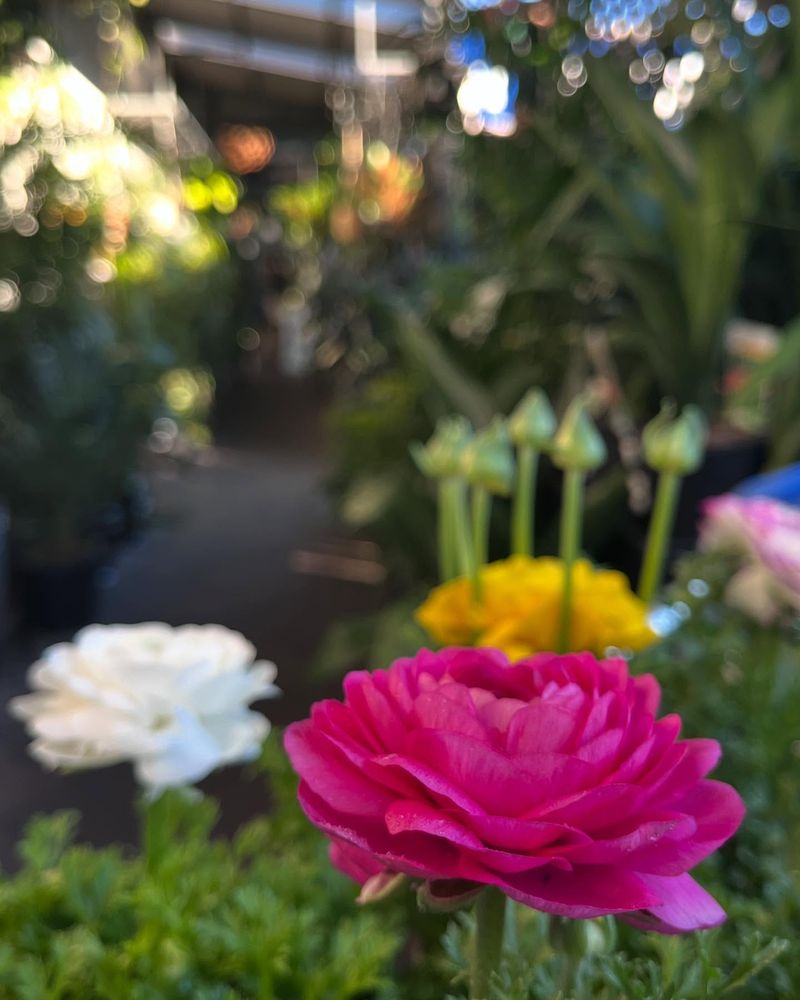 Ranunculus: Here Today, Gone Tomorrow