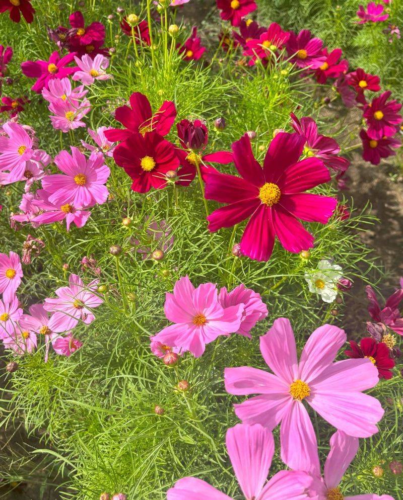 Dwarf Cosmos