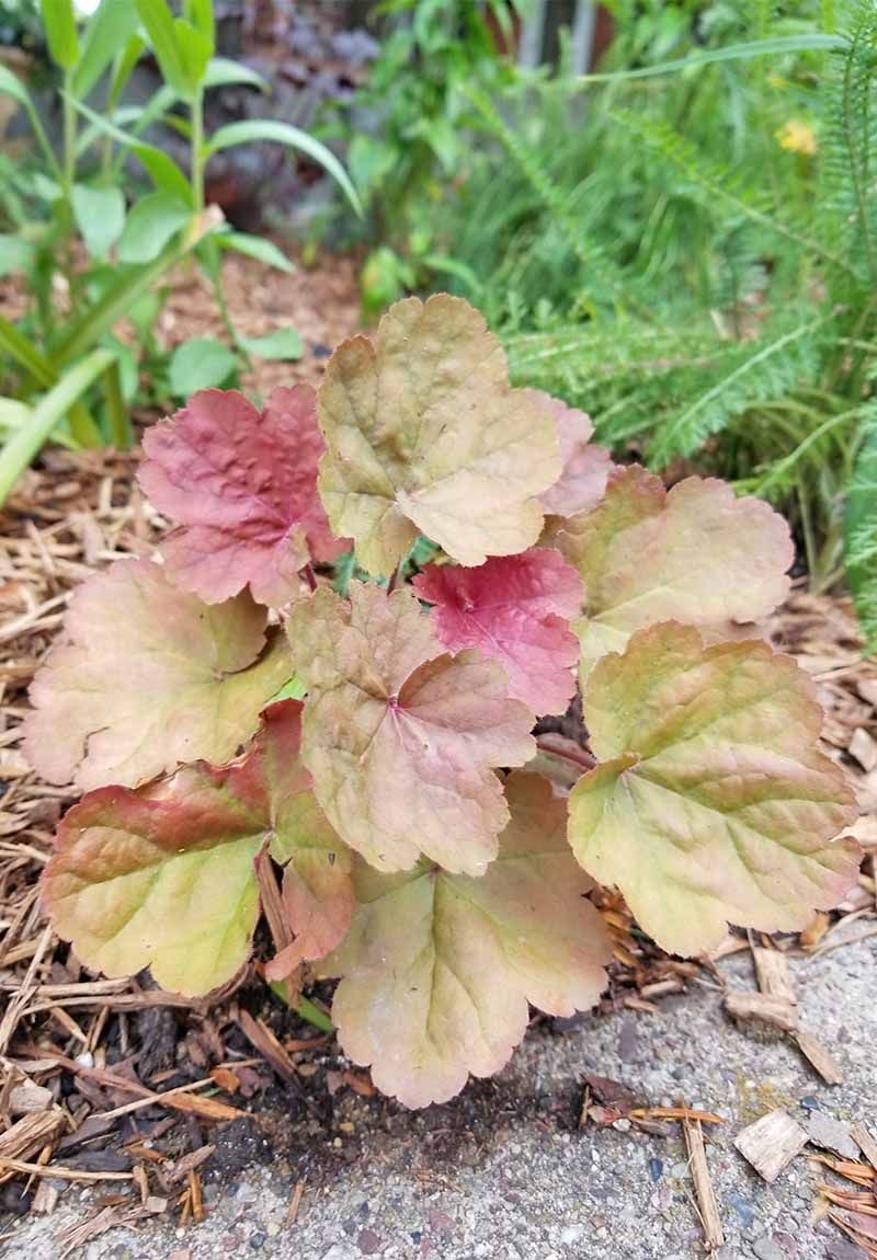 Heuchera: The Color-Fading Letdown