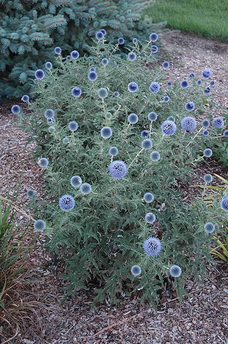 Globe Thistle