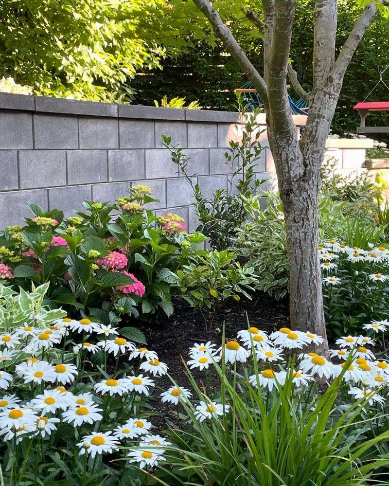 Shasta Daisies