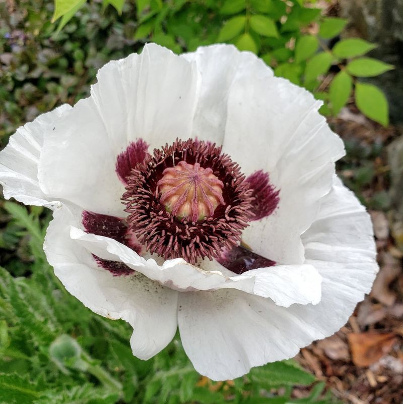 Oriental Poppies