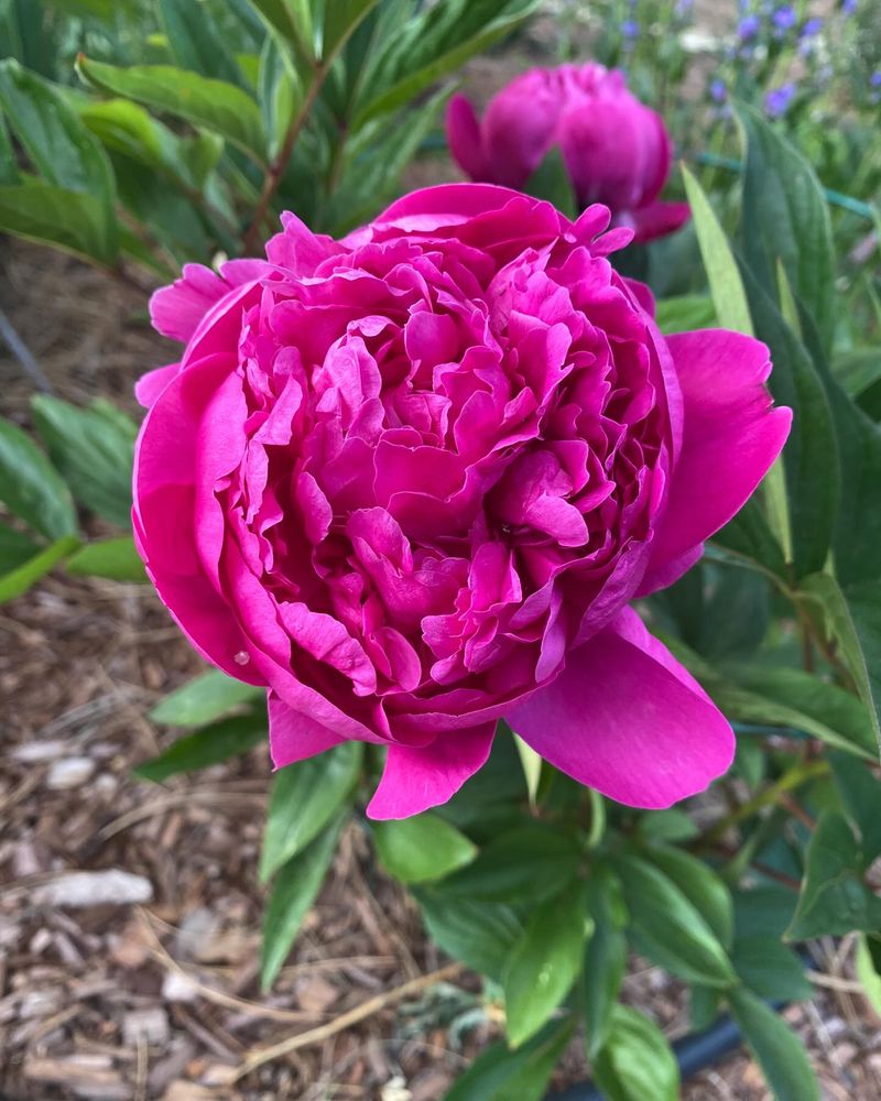 Peonies